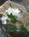 Flower Essence Workshop 10.06.26
